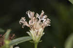 Coastal plain palafox